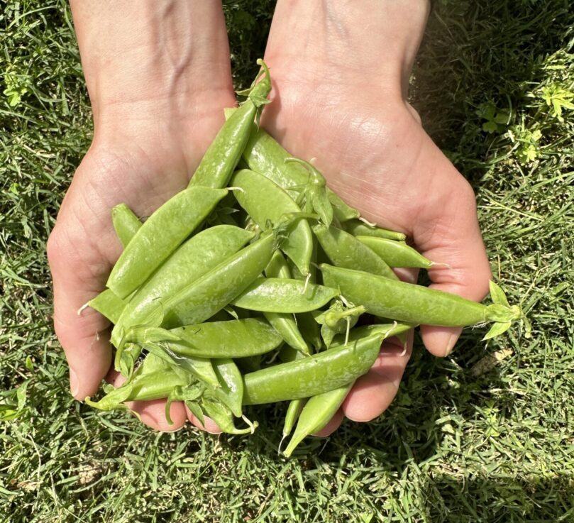 A person holding green peas in their hands.