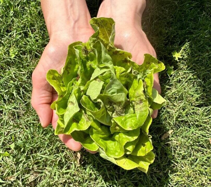 A person holding lettuce in their hands on the grass.