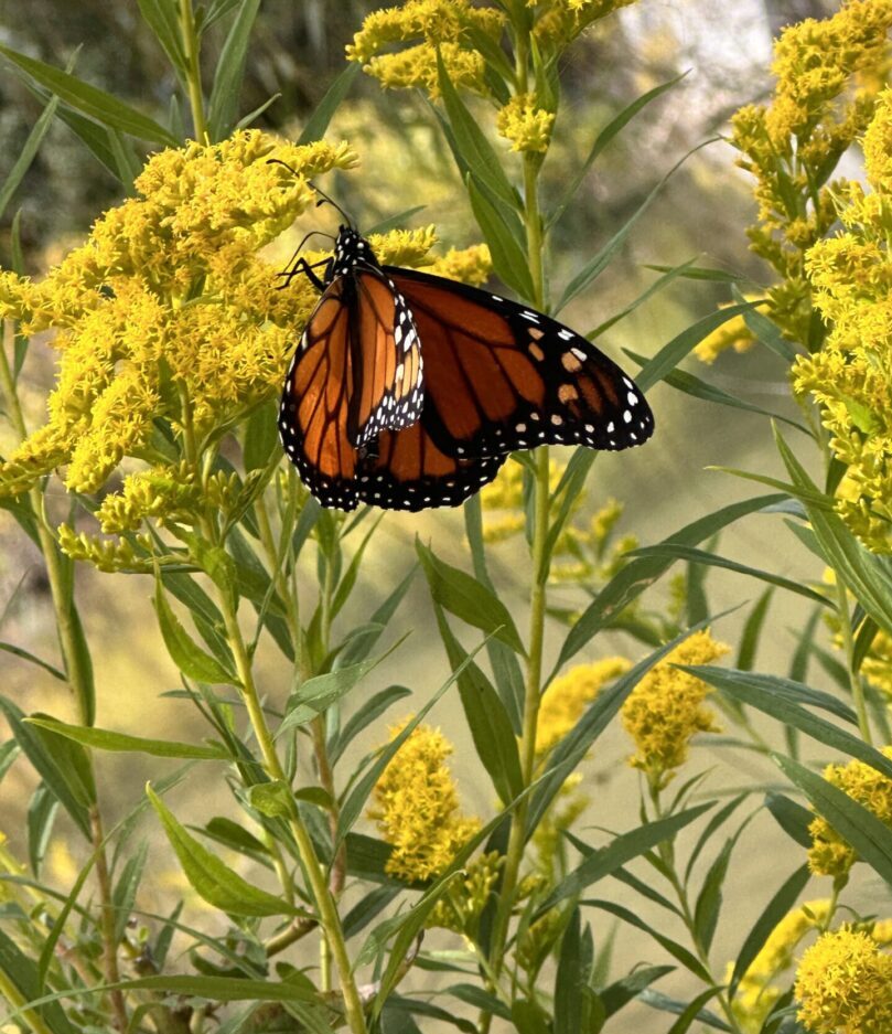 A butterfly is sitting on the flowers of a plant.